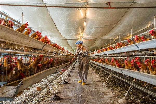 養(yǎng)殖廢水如何處理？養(yǎng)雞廢水處理方案（含工藝流程圖）